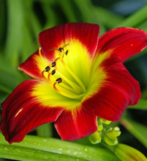 Hemerocallis Christmas Is, Daylily Christmas Is, Day Lily Christmas Is, Christmas Is Daylily, Early Midseason Daylily, Red daylilies, Red Daylily, Day Lilies, Red flowers, Red Hemerocallis