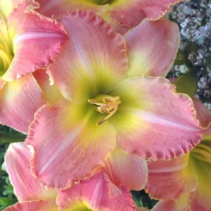 Hemerocallis 'Country Melody', Daylily 'Country Melody', Day Lily 'Country Melody', 'Country Melody' Daylily, Midseason Daylily, Pink daylilies, Pink Daylily, Day Lilies, Pink flowers, Pink Hemerocallis