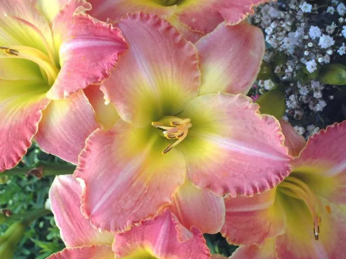 Hemerocallis 'Country Melody', Daylily 'Country Melody', Day Lily 'Country Melody', 'Country Melody' Daylily, Midseason Daylily, Pink daylilies, Pink Daylily, Day Lilies, Pink flowers, Pink Hemerocallis