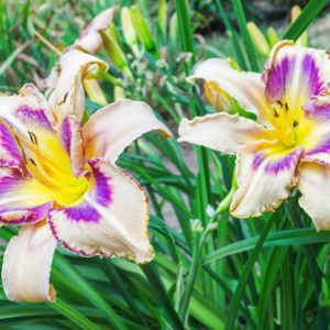 Hemerocallis Destined To See, Daylily Destined To See, Day Lily Destined To See,Destined To See Daylily, Early midSeason Daylily, Cream daylilies, Cream Daylily, Cream flowers,Cream Hemerocallis