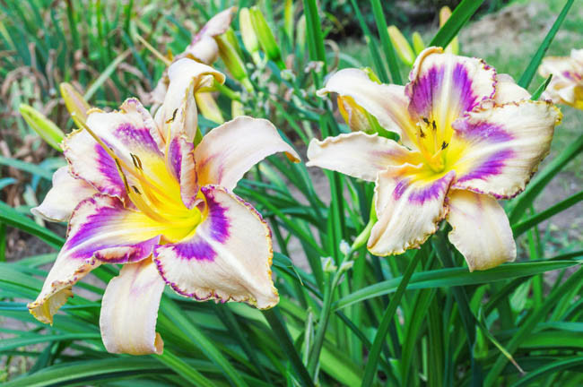 Hemerocallis Destined To See, Daylily Destined To See, Day Lily Destined To See,Destined To See Daylily, Early midSeason Daylily, Cream daylilies, Cream Daylily, Cream flowers,Cream Hemerocallis