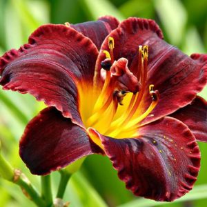 Hemerocallis Dominic, Daylily Dominic, Day Lily Dominic, Dominic Daylily, Early Midseason Daylily, Black daylilies, Black Daylily, Day Lilies, Black flowers, Black Hemerocallis