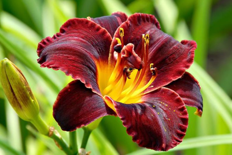 Hemerocallis Dominic, Daylily Dominic, Day Lily Dominic, Dominic Daylily, Early Midseason Daylily, Black daylilies, Black Daylily, Day Lilies, Black flowers, Black Hemerocallis