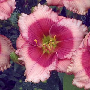 Hemerocallis Dragons Eye, Daylily Dragons Eye, Day Lily Dragons Eye, Dragons Eye Daylily, Late midseason Daylily, bicolor daylilies, Pink Daylily, Pink Lilies, Pink flowers, Pink Hemerocallis