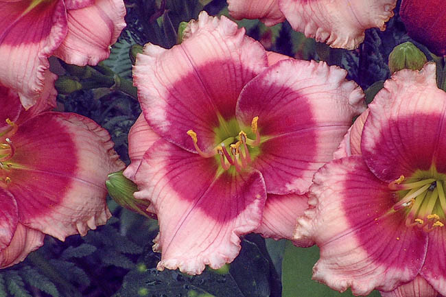 Hemerocallis Dragons Eye, Daylily Dragons Eye, Day Lily Dragons Eye, Dragons Eye Daylily, Late midseason Daylily, bicolor daylilies, Pink Daylily, Pink Lilies, Pink flowers, Pink Hemerocallis