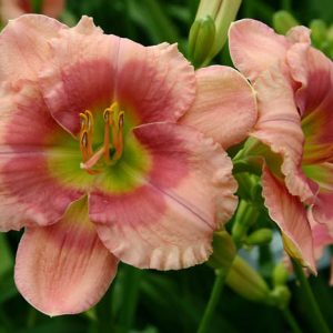 Hemerocallis Flamingo Fantasy, Daylily Flamingo Fantasy, Day Lily Flamingo Fantasy, Flamingo Fantasy Daylily, Early Midseason Daylily, Pink daylilies, Pink Daylily, Pink flowers, Pink Hemerocallis