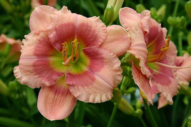 Hemerocallis Flamingo Fantasy, Daylily Flamingo Fantasy, Day Lily Flamingo Fantasy, Flamingo Fantasy Daylily, Early Midseason Daylily, Pink daylilies, Pink Daylily, Pink flowers, Pink Hemerocallis
