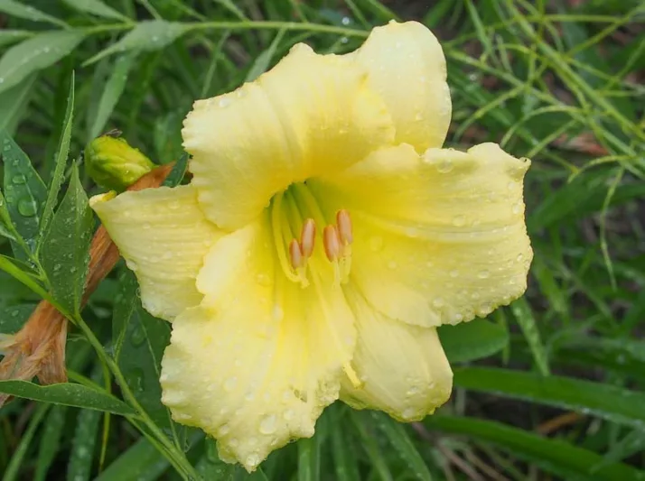 Hemerocallis Fragrant Returns, Daylily Fragrant Returns, Day Lily Fragrant Returns, Fragrant Returns Daylily,  yellow daylilies, yellow Daylily, Day Lilies, yellow flowers, yellow Hemerocallis