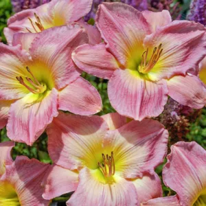 Hemerocallis French Tudor, Daylily French Tudor, Day Lily French Tudor, French Tudor Daylily, Early Midseason Daylily, pink daylilies, pink Daylily, Day Lilies, pink flowers, pink Hemerocallis
