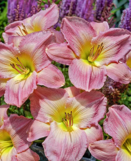 Hemerocallis French Tudor, Daylily French Tudor, Day Lily French Tudor, French Tudor Daylily, Early Midseason Daylily, pink daylilies, pink Daylily, Day Lilies, pink flowers, pink Hemerocallis