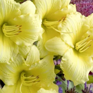 Hemerocallis Going Bananas, Daylily Going Bananas, Day Lily Going Bananas, Going Bananas Daylily, Midseason Daylily, yellow daylilies, yellow Daylily, Day Lilies, yellow flowers, yellow Hemerocallis