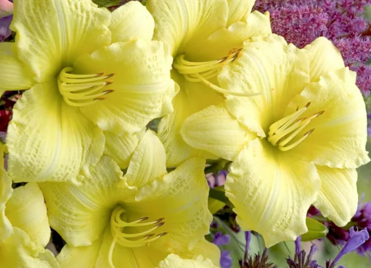 Hemerocallis Going Bananas, Daylily Going Bananas, Day Lily Going Bananas, Going Bananas Daylily, Midseason Daylily, yellow daylilies, yellow Daylily, Day Lilies, yellow flowers, yellow Hemerocallis