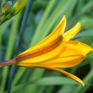 Hemerocallis 'Golden Chimes', Daylily 'Golden Chimes', Day Lily 'Golden Chimes', 'Golden Chimes' Daylily, Early Midseason Daylily, Yellow daylilies, Yellow Daylily, Day Lilies, Yellow flowers, Yellow Hemerocallis