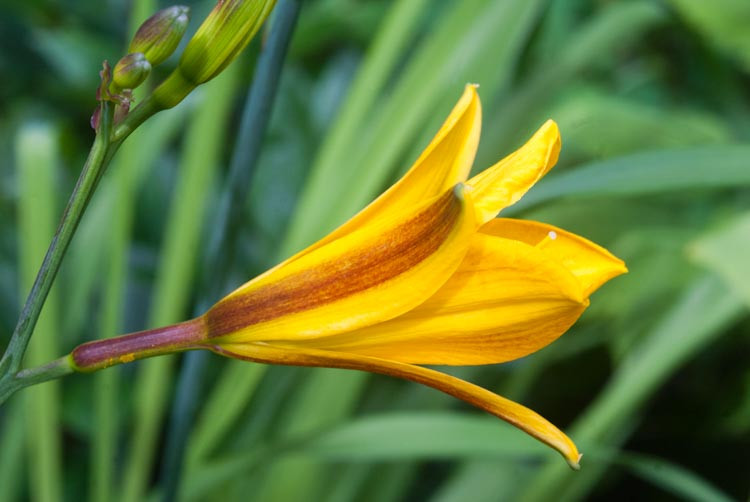 Hemerocallis 'Golden Chimes', Daylily 'Golden Chimes', Day Lily 'Golden Chimes', 'Golden Chimes' Daylily, Early Midseason Daylily, Yellow daylilies, Yellow Daylily, Day Lilies, Yellow flowers, Yellow Hemerocallis