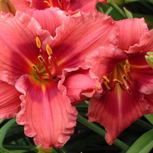 Hemerocallis Gordon Biggs, Daylily Gordon Biggs, Day Lily Gordon Biggs, Gordon Biggs, Early season Daylily, Red daylilies, Red Daylily, Red flowers, Red Hemerocallis