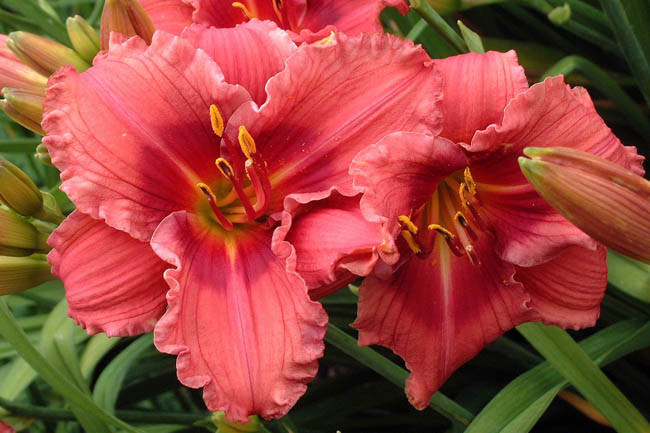 Hemerocallis Gordon Biggs, Daylily Gordon Biggs, Day Lily Gordon Biggs, Gordon Biggs, Early season Daylily, Red daylilies, Red Daylily, Red flowers, Red Hemerocallis