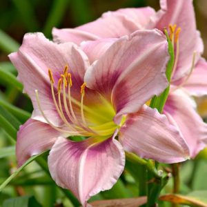Hemerocallis Graceful Eye, Daylily Graceful Eye, Day Lily Graceful Eye,Graceful Eye Daylily, Early Season Daylily, Lavender daylilies, Lavender Daylily, Lavender flowers, Lavender Hemerocallis