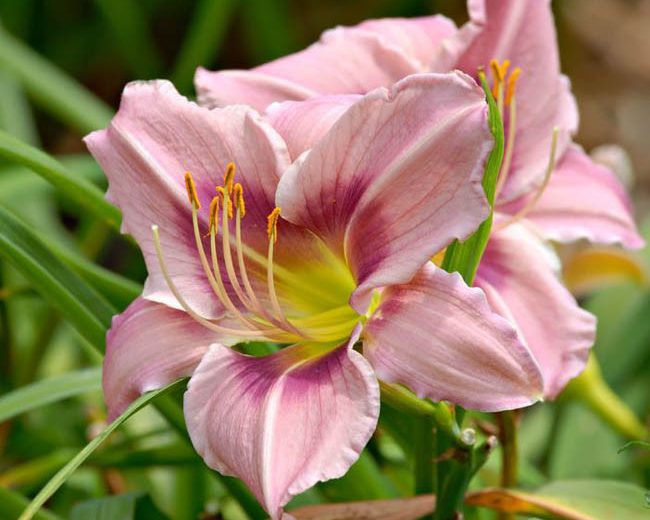 Hemerocallis Graceful Eye, Daylily Graceful Eye, Day Lily Graceful Eye,Graceful Eye Daylily, Early Season Daylily, Lavender daylilies, Lavender Daylily, Lavender flowers, Lavender Hemerocallis