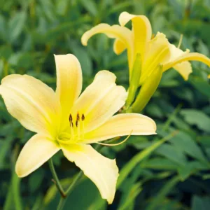 Hemerocallis Hyperion, Daylily Hyperion, Day Lily Hyperion,Hyperion Daylily, Midseason Daylily, Yellow daylilies, Yellow Daylily, Yellow flowers, Yellow Hemerocallis