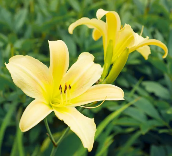 Hemerocallis Hyperion, Daylily Hyperion, Day Lily Hyperion,Hyperion Daylily, Midseason Daylily, Yellow daylilies, Yellow Daylily, Yellow flowers, Yellow Hemerocallis
