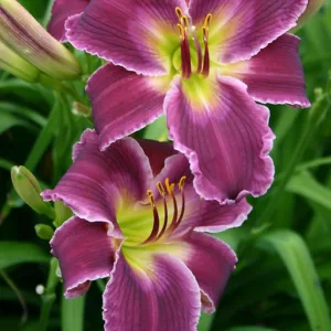 Hemerocallis Indian Giver, Daylily Indian Giver, Day Lily Indian Giver, Indian Giver Daylily, Early Midseason Daylily, Purple daylilies, Purple Daylily, Day Lilies, Purple flowers, Purple Hemerocallis