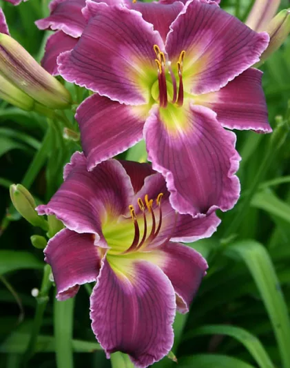 Hemerocallis Indian Giver, Daylily Indian Giver, Day Lily Indian Giver, Indian Giver Daylily, Early Midseason Daylily, Purple daylilies, Purple Daylily, Day Lilies, Purple flowers, Purple Hemerocallis