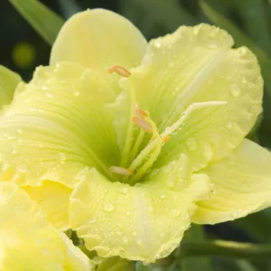 Hemerocallis Irish Envy, Daylily Irish Envy, Day Lily Irish Envy, Irish Envy Daylily, Reblooming Daylily, daylilies, Daylily, Day Lilies, Yellow flowers, Yellow day lily, Yellow  Daylily, Yellow hemerocallis