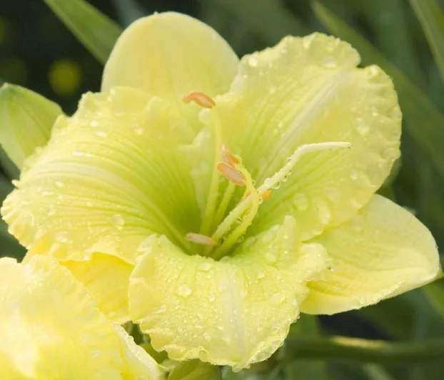 Hemerocallis Irish Envy, Daylily Irish Envy, Day Lily Irish Envy, Irish Envy Daylily, Reblooming Daylily, daylilies, Daylily, Day Lilies, Yellow flowers, Yellow day lily, Yellow  Daylily, Yellow hemerocallis