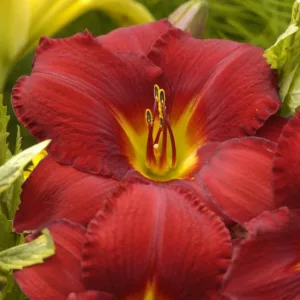Hemerocallis 'James Marsh', Daylily 'James Marsh', Day Lily 'James Marsh', 'James Marsh' Daylily, Early Midseason Daylily, Red daylilies, Red Daylily, Day Lilies, Red flowers, Red Hemerocallis