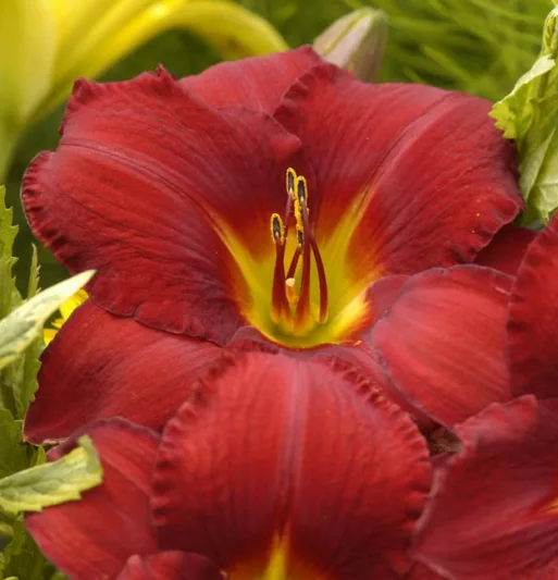 Hemerocallis 'James Marsh', Daylily 'James Marsh', Day Lily 'James Marsh', 'James Marsh' Daylily, Early Midseason Daylily, Red daylilies, Red Daylily, Day Lilies, Red flowers, Red Hemerocallis