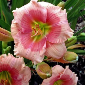 Hemerocallis Janice Brown, Daylily Janice Brown, Day Lily Janice Brown, Janice Brown Daylily, Early Midseason Daylily, Pink daylilies, Pink Daylily, Day Lilies, Pinke flowers, Pink Hemerocallis