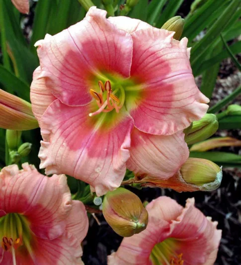 Hemerocallis Janice Brown, Daylily Janice Brown, Day Lily Janice Brown, Janice Brown Daylily, Early Midseason Daylily, Pink daylilies, Pink Daylily, Day Lilies, Pinke flowers, Pink Hemerocallis