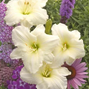Hemerocallis Joan Senior, Daylily Joan Senior, Day Lily Joan Senior, Joan Senior Daylily, Early Midseason Daylily, white daylilies, white Daylily, Day Lilies, white flowers, white Hemerocallis