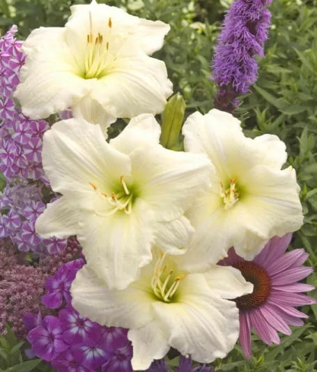 Hemerocallis Joan Senior, Daylily Joan Senior, Day Lily Joan Senior, Joan Senior Daylily, Early Midseason Daylily, white daylilies, white Daylily, Day Lilies, white flowers, white Hemerocallis