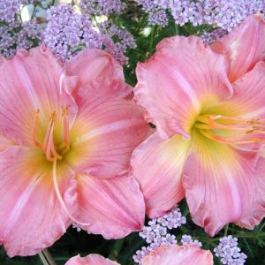 Hemerocallis 'Jolyene Nichole', Daylily 'Jolyene Nichole', Day Lily 'Jolyene Nichole', 'Jolyene Nichole' Daylily, Midseason Daylily, Pink daylilies, Pink Daylily, Day Lilies, Pink flowers, Pink Hemerocallis