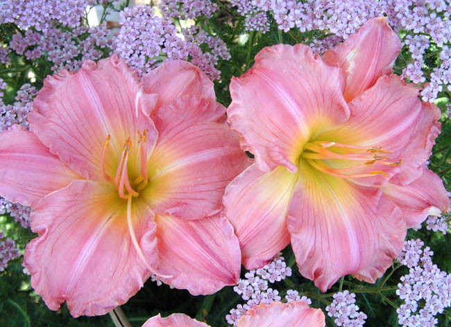 Hemerocallis 'Jolyene Nichole', Daylily 'Jolyene Nichole', Day Lily 'Jolyene Nichole', 'Jolyene Nichole' Daylily, Midseason Daylily, Pink daylilies, Pink Daylily, Day Lilies, Pink flowers, Pink Hemerocallis