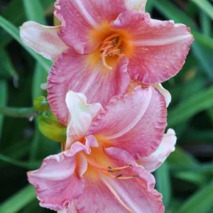 Hemerocallis 'Karen Sue', Daylily 'Karen Sue', Day Lily 'Karen Sue', 'Karen Sue' Daylily, Midseason Daylily, Pink daylilies, Pink Daylily, Day Lilies, Pink flowers, Pink Hemerocallis