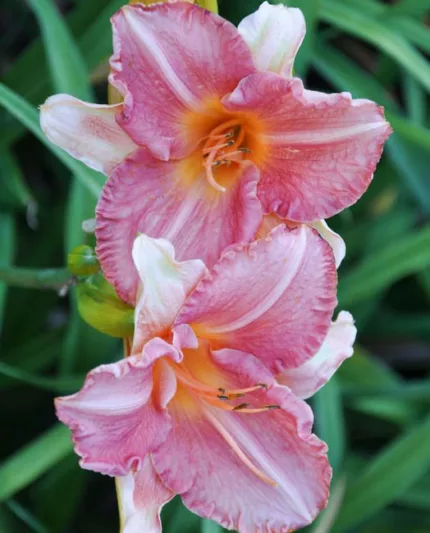 Hemerocallis 'Karen Sue', Daylily 'Karen Sue', Day Lily 'Karen Sue', 'Karen Sue' Daylily, Midseason Daylily, Pink daylilies, Pink Daylily, Day Lilies, Pink flowers, Pink Hemerocallis