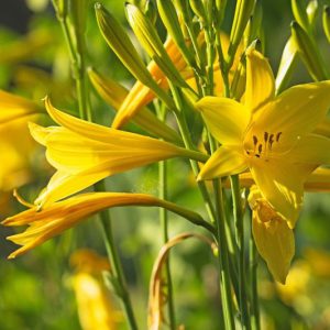 Hemerocallis Lilioasphodelus, Lemon Lily, Yellow Daylily, Custard Lily, Hemerocallis flava, Hemerocallis 'Lilioasphodelus', Hemerocallidaceae, perennial, plant