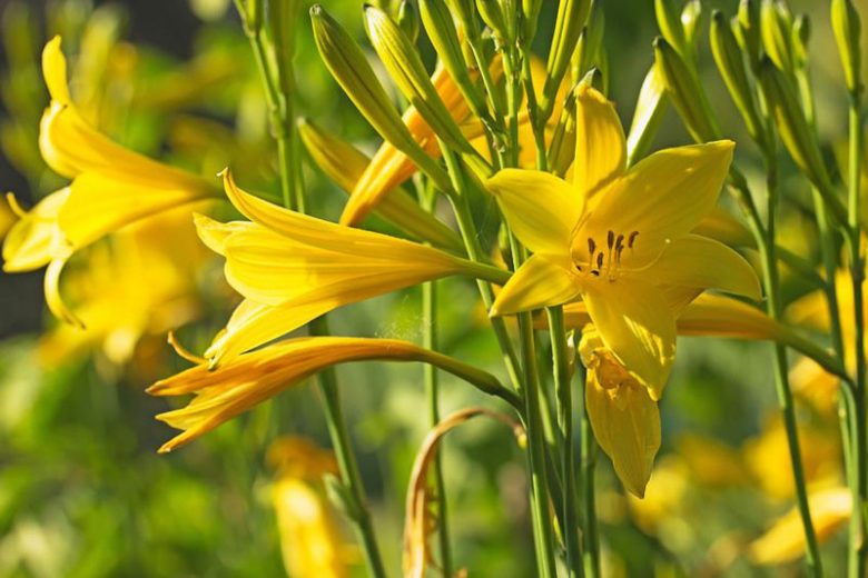 Hemerocallis Lilioasphodelus, Lemon Lily, Yellow Daylily, Custard Lily, Hemerocallis flava, Hemerocallis 'Lilioasphodelus', Hemerocallidaceae, perennial, plant