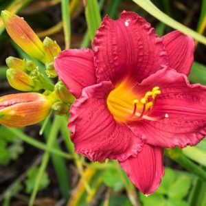 Hemerocallis Little Business, Daylily Little Business, Day Lily Little Business, Little Business Daylily, Early Midseason Daylily, Red daylilies, Red Daylily, Day Lilies, Red flowers, Red Hemerocallis