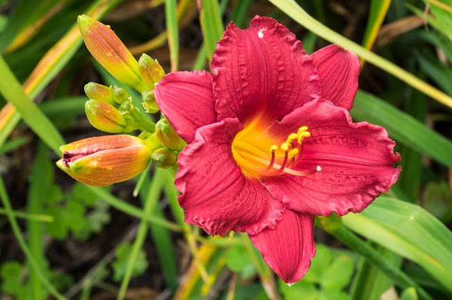 Hemerocallis Little Business, Daylily Little Business, Day Lily Little Business, Little Business Daylily, Early Midseason Daylily, Red daylilies, Red Daylily, Day Lilies, Red flowers, Red Hemerocallis