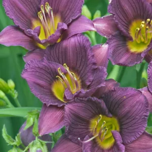 Hemerocallis Little Grapette, Daylily Little Grapette, Day Lily Little Grapette, Little Grapette, Early season Daylily, Purple daylilies, Purple Daylily, Purple flowers, Purple Hemerocallis