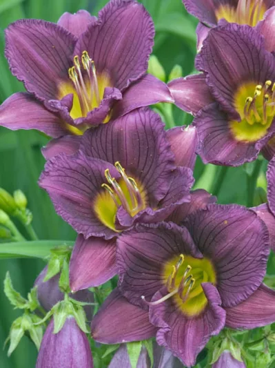 Hemerocallis Little Grapette, Daylily Little Grapette, Day Lily Little Grapette, Little Grapette, Early season Daylily, Purple daylilies, Purple Daylily, Purple flowers, Purple Hemerocallis