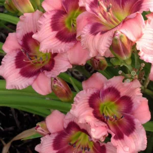 Hemerocallis 'Mardi Gras Parade', Daylily 'Mardi Gras Parade', Day Lily 'Mardi Gras Parade', 'Mardi Gras Parade' Daylily, Early Midseason Daylily, Lavender daylilies, Lavender Daylily, Day Lilies, Lavender flowers, Lavender Hemerocallis
