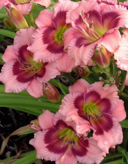 Hemerocallis 'Mardi Gras Parade', Daylily 'Mardi Gras Parade', Day Lily 'Mardi Gras Parade', 'Mardi Gras Parade' Daylily, Early Midseason Daylily, Lavender daylilies, Lavender Daylily, Day Lilies, Lavender flowers, Lavender Hemerocallis