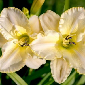 Hemerocallis 'Marque Moon', Daylily 'Marque Moon', Day Lily 'Marque Moon', 'Marque Moon' Daylily, Late Midseason Daylily, Yellow daylilies, Yellow Daylily, Day Lilies, Yellow flowers,Yellow Hemerocallis