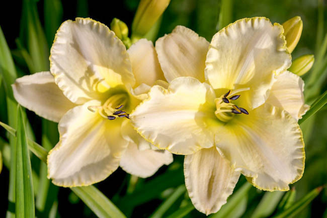 Hemerocallis 'Marque Moon', Daylily 'Marque Moon', Day Lily 'Marque Moon', 'Marque Moon' Daylily, Late Midseason Daylily, Yellow daylilies, Yellow Daylily, Day Lilies, Yellow flowers,Yellow Hemerocallis