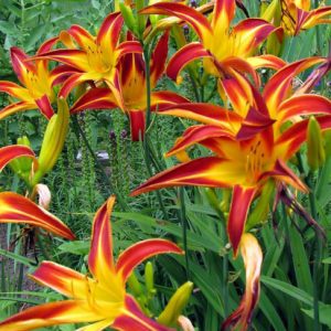 Hemerocallis Marse Connell, Daylily Marse Connell, Day Lily Marse Connell, Marse Connell Daylily, daylilies, Daylily, Day Lilies, Spider Daylilies, Spider Daylily, Red day lily, Red Daylily, Red Hemerocallis