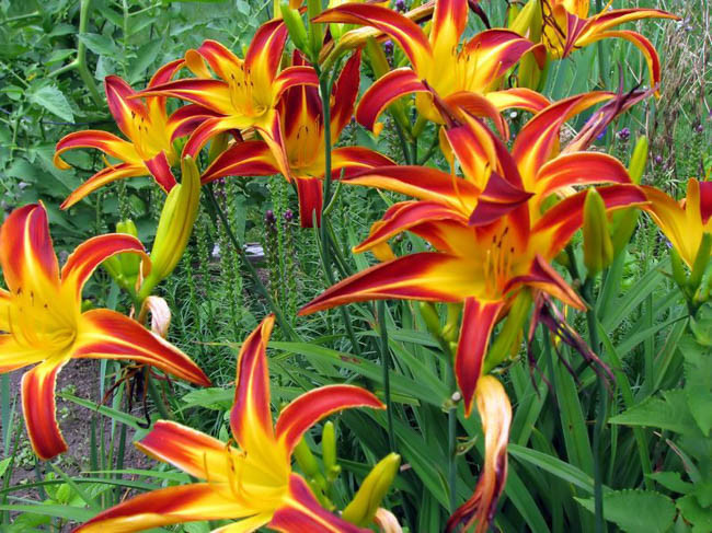 Hemerocallis Marse Connell, Daylily Marse Connell, Day Lily Marse Connell, Marse Connell Daylily, daylilies, Daylily, Day Lilies, Spider Daylilies, Spider Daylily, Red day lily, Red Daylily, Red Hemerocallis